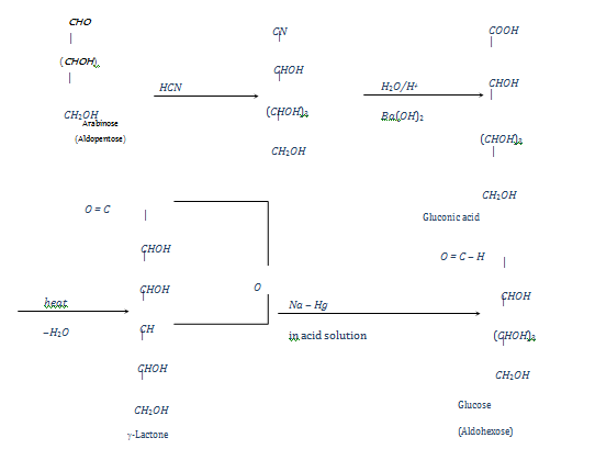 2078_Chain Lengthening of Aldoses or Killiani-Fischer synthesis.png